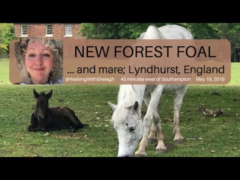 In the #newforest - right by my Lyndhurst hotel - with mare & #foal #foals #newforestpony #nature