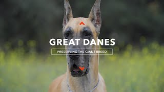 Protecting Great Danes: Heroes for the World's Largest Dog Breed!