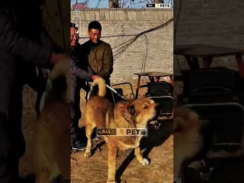 Aggressive and Powerful Central Asian Shepherd dog #youtubeshorts #shorts #alabai #dog