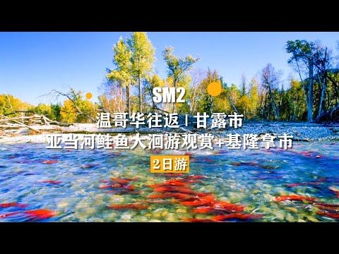 SM2 温哥华往返  甘露市+亚当河鲑鱼大洄游观赏+基隆拿市 2日游