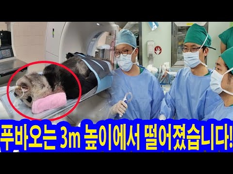 위급상황! 푸바오는 3m 높이에서 떨어졌습니다! 뇌진탕 심각한 상태! 20명의 전문 의사들이 동원됨…7시간 동안 수술! 강바오는 곧바로 비행기표를 예매했다.