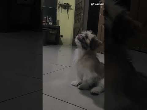 Jump High King #shihtzu #doglover #petlover #king