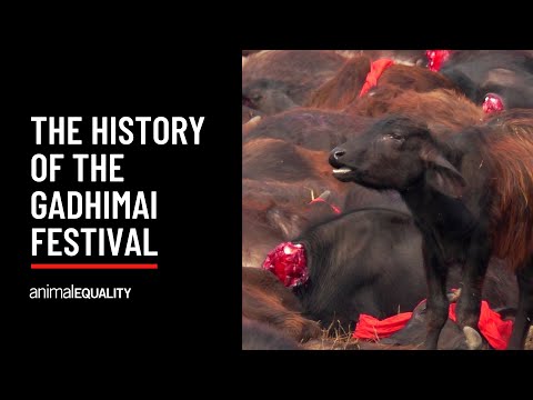 What is the Gadhimai Festival?