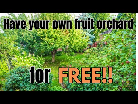 Have your own fruit orchard for FREE!!