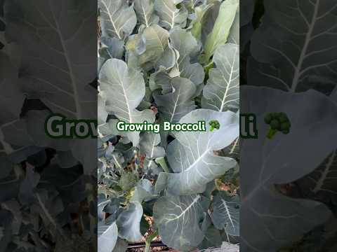 Growing Broccoli 🥦 backyard garden #vegetablegarden #garden #gardening #growyourownfood #vegetables