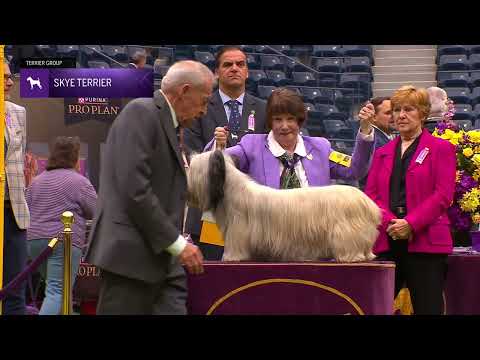 Skye Terriers | Breed Judging 2024