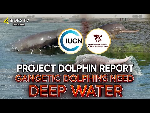 Project Dolphin Report: Gangetic Dolphins Need Deep Water | 4sides tv english