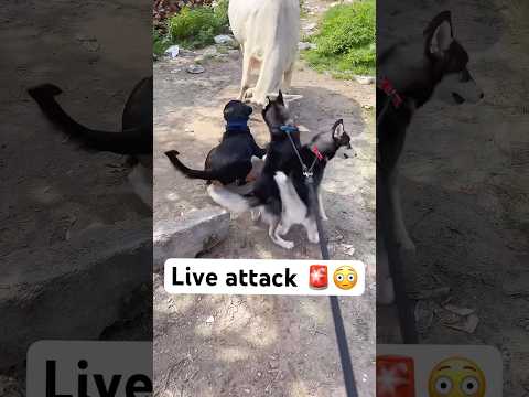 Most aggressive dog’s Attacking 🚨#shorts #dog #husky #trendingsongs #hanumankind