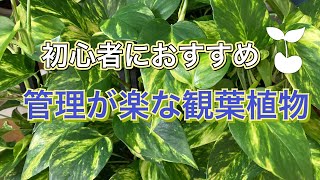 【おすすめの観葉植物】初心者に育てやすい種類を紹介しちゃいます！【神港農園芸】