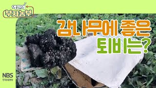 [역전의부자농부 221회]  감나무에 좋은 퇴비는?