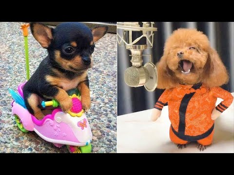 Baby Dogs 🔴 Cute and Funny Dog Videos Compilation #7 | 30 Minutes of Funny Puppy Videos 2021