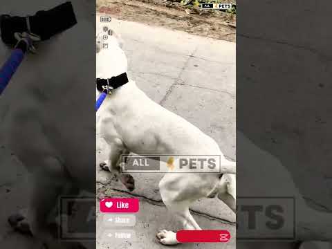 Powerful Dogoargentino Dog #youtubeshorts #shorts #reels #dogoargentino