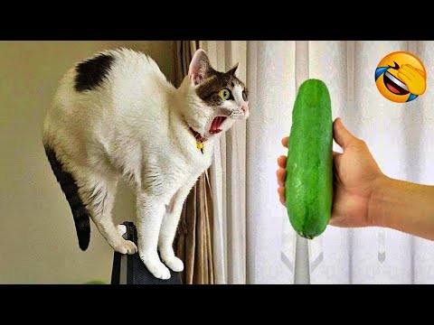 Best FUNNIEST Animals of 2025 | Try Not To Laugh Challenge (Impossible)