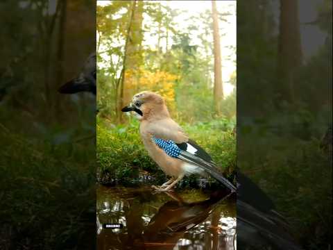 Sparrow #birds #shorts#viral#cute#nature