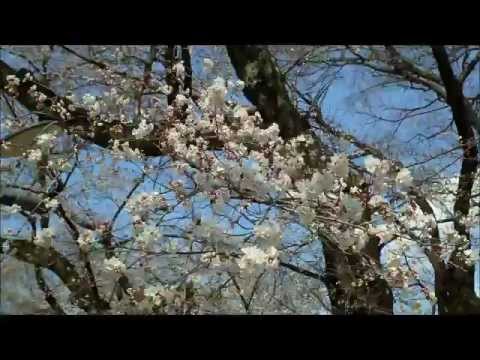 高崎城址の桜（2012.4.9現在）