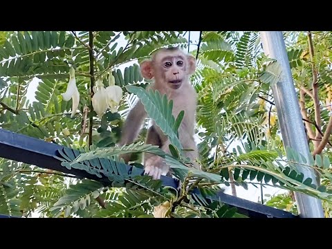 Little Cute Baby Boy To Play Up On Tree Look Is Very Happy