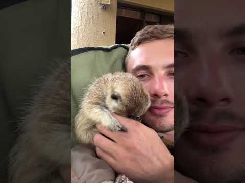 a  VERY SHY Meerkat! 🥰😍 #cuteanimals #funnyanimals #farmlife #animallover #animal