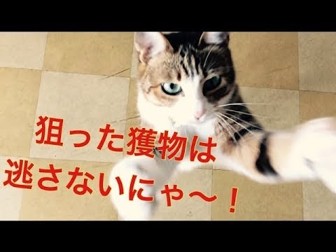 狙った獲物は逃がさない！　ジャンプ猫！