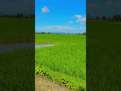 Green Rice Field 🌾🍚🇵🇭 #ricefield #nature #relaxing #philippines