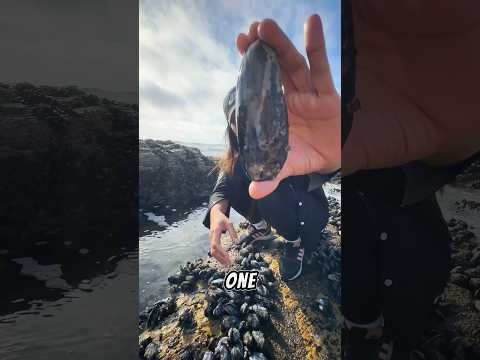 Harvesting mussels on low tide #beach #mussels #california