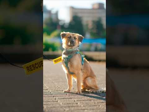 This Rescue Dog is Adorable 🥺