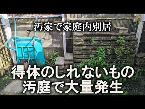 【片付け】汚庭に発生したワカメ？！滑って危険なので片付けます｜汚部屋｜ズボラ主婦｜空き家｜汚庭｜庭仕事