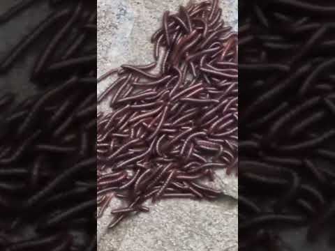 Group of rusty millipede in garden seen in rainy season(S-112)#shorts #youtubeshorts #garden #plants