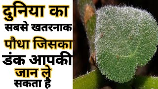 दुनिया का खतरनाक पौधा |Amazing facts | Random Facts |#Shorts #Short#YoutubeShorts #Anandfacts