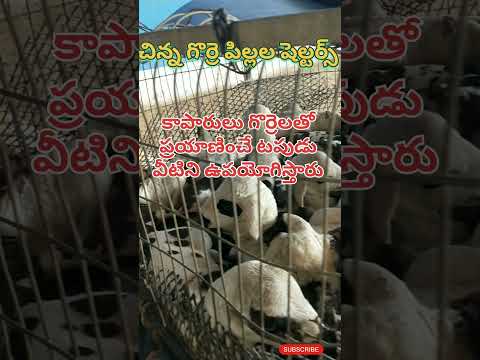 ప్రయాణించేటపుడు వీటిని ఉపయోగిస్తారు.. 🐇#sheep #sheepkids#shortvideo