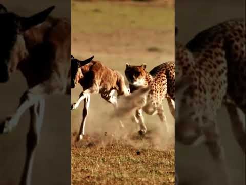 Cheetah Chasing Wildebeest/animal attack videos/Cheetah chasing Wildebeest video 2022