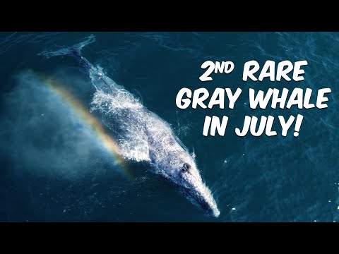 2nd Rare Gray Whale in July Near Dana Point, CA! 😮🐳