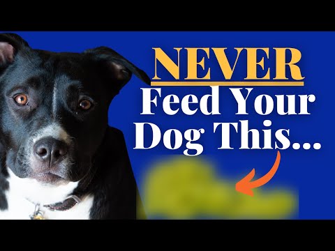 16 Foods Your Staffy Should NEVER Eat