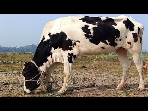 Cow animals video | cow video | cow video kids | cow mooing mooing sounds