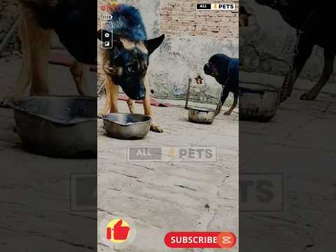 Aggressive Rottweiler dog vs German Shepherd #dog #shorts #germanshepherd #rottweiler