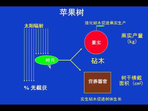 第4讲 苹果园系统：种植密度、砧木和修剪体系（Robinson