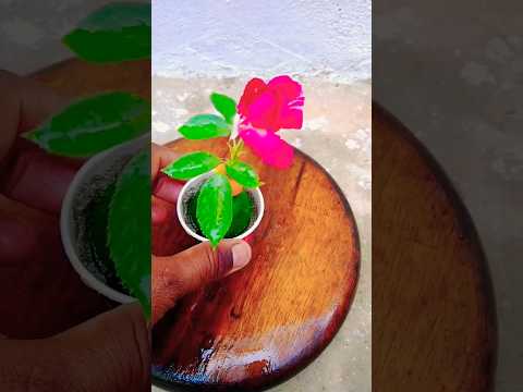 How to propagate rose buds with lemon fruit #shorts