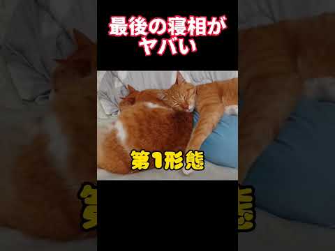 猫は夢のなか。#shorts #猫 #cat