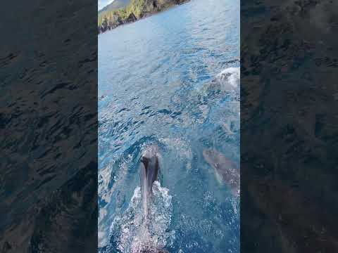 Real-Life DOLPHIN Encounter! 🐬😱 #dolphin #wildlife #shorts