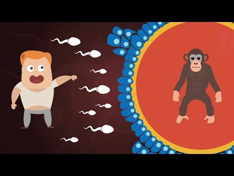 Can Humans and Chimpanzees Have Babies? | Animal Human Hybrids Explained