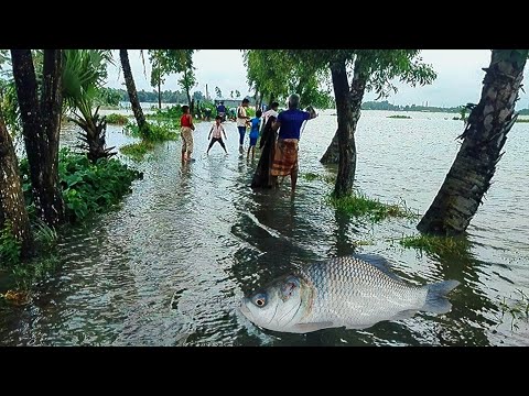 Top Fishing Video 2024 | Amazing Flood Net Fishing | village fishing #fish #fishing #flood