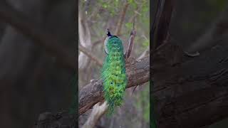 Feathers #short #shortvideo #WildMysteries #NatureExploration #wildlifeadventure #discovernature