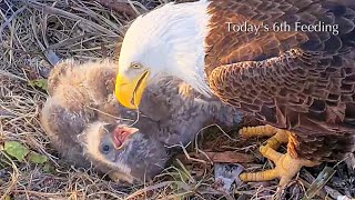 #194🦅Captiva Eagle Nest／Clive💗Connie／Window To Wildlife／Captiva Eagle Cam | 4K PTZ | Connie & Clive