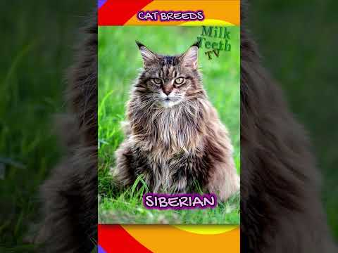 Amazing Breeds of Cats