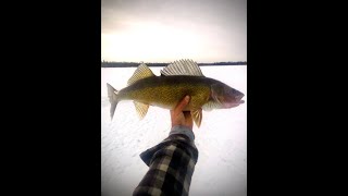 Active target Whities and Walleye