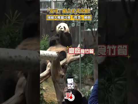 「安可」組合正式亮相！速睇大熊貓可愛「營業」瞬間#panda #香港 #大熊貓 #安安 #可可