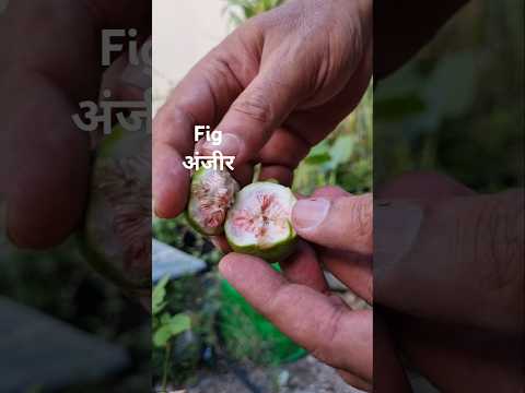 Pluck Cluster Fig fruit अंजीर (S-080) #shorts #youtubeshorts #plants #garden #harvest