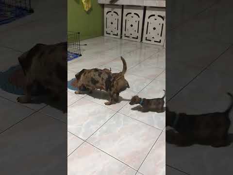 mama bless plays with her puppies.