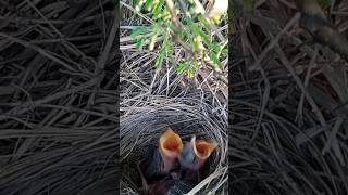 hungry babies #viral #trending #babybirds #shortfeed #birds