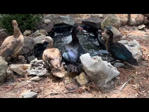 Moving Muscovy Ducks To Their New Home | Raising Muscovies | Friends Supporting Friends