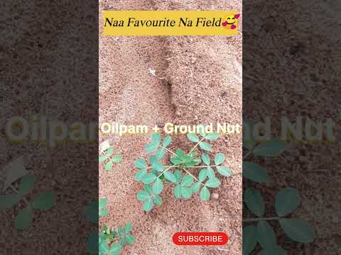 Naa Favourite....#field #oilpam #groundnut #mixedcrop #Naafavourite